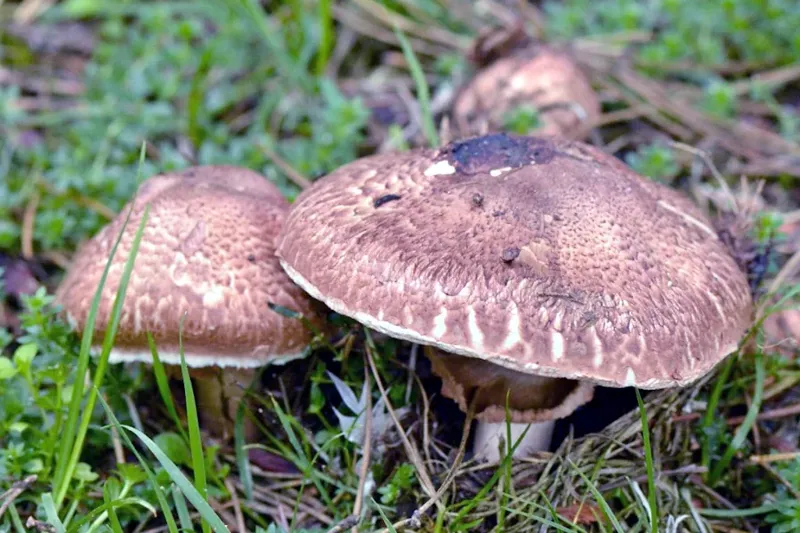 Upptäck skogschampinjonen