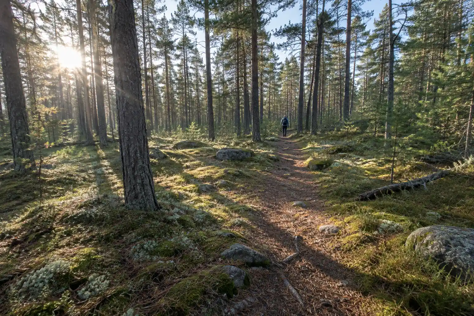 Reflexspår i tallskog en klar morgon, med lågt solljus mellan trädstammarna och en vandrare på stigen.