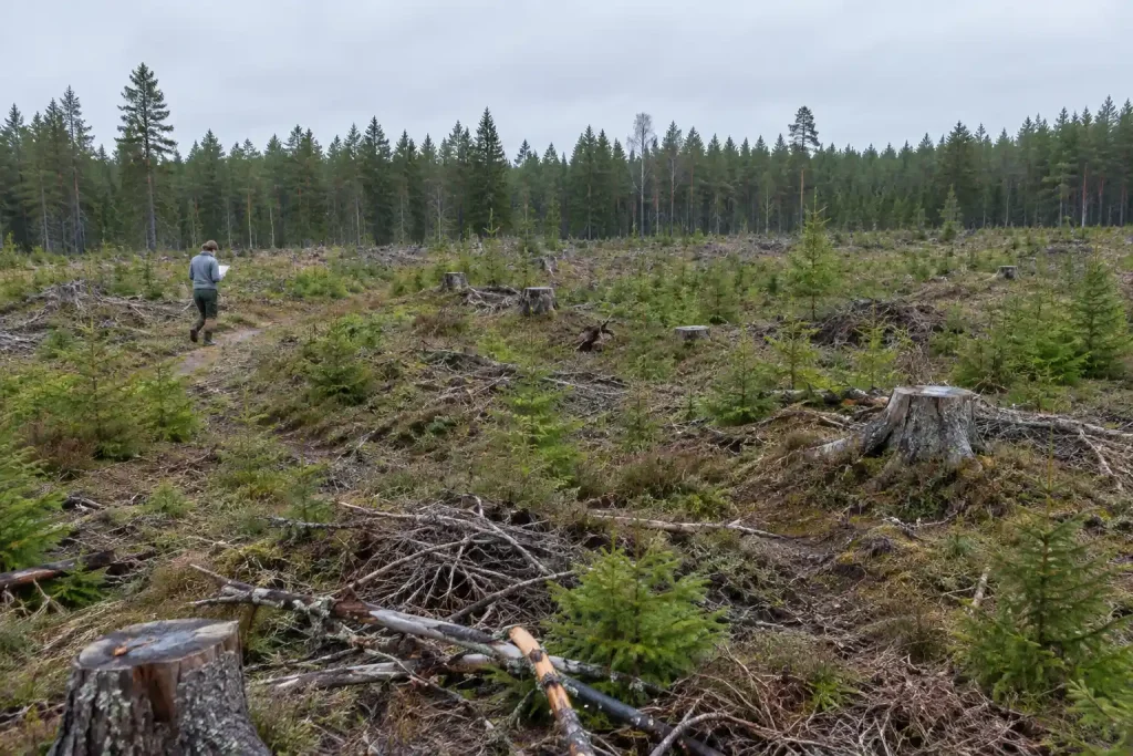 Orienterare i oömma kläder tar sig fram över ett kalhygge med stubbar och granplantor