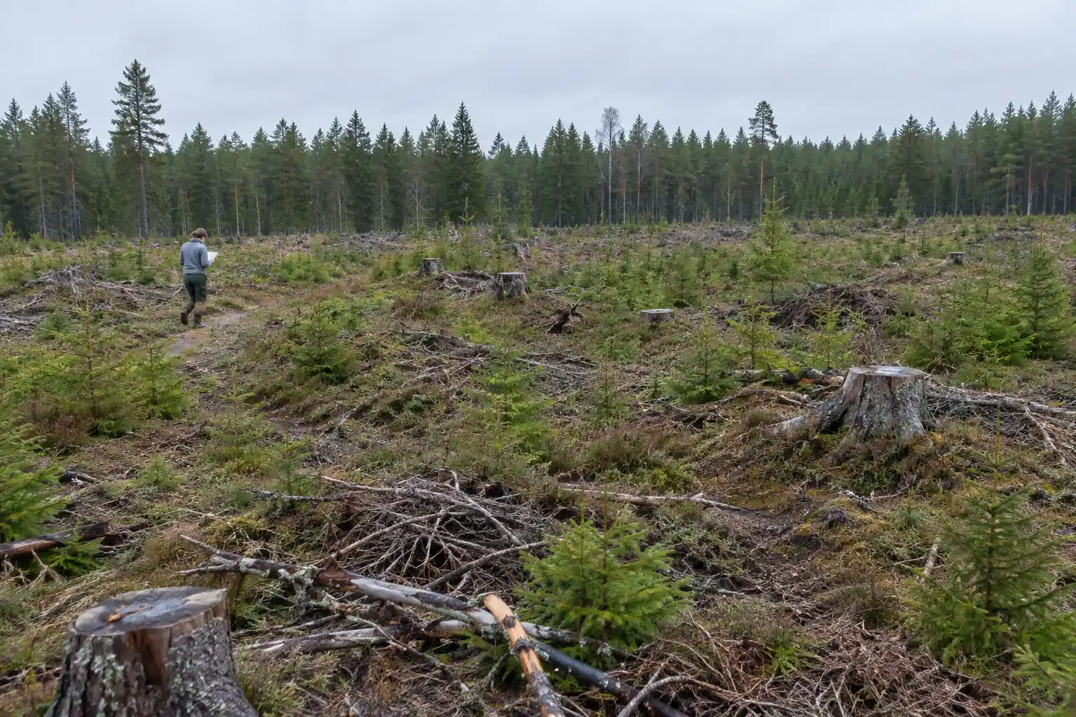 Orienterare i oömma kläder tar sig fram över ett kalhygge med stubbar och granplantor